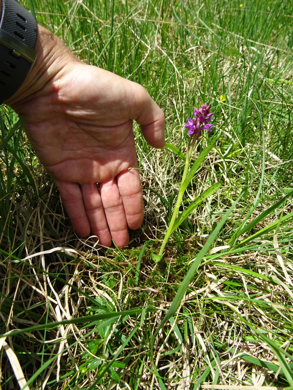 Dactylorhiza lapponica subsp. rhaetica